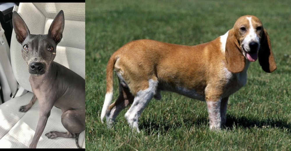 Schweizer Niederlaufhund vs American Hairless Terrier - Breed Comparison