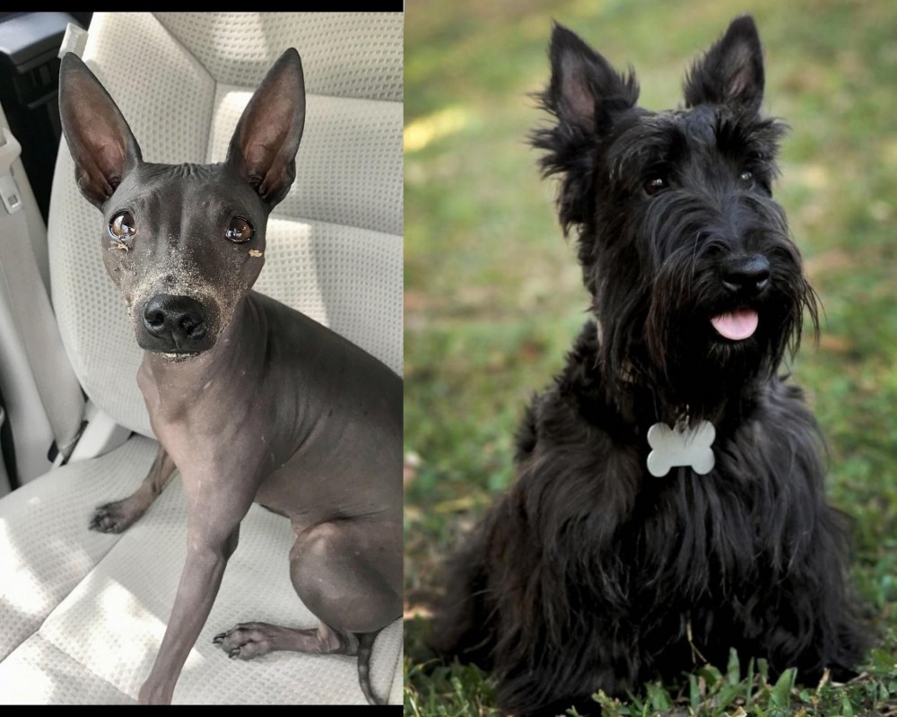 Scoland Terrier vs American Hairless Terrier - Breed Comparison