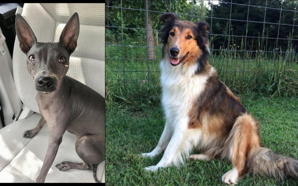 Scotch Collie vs American Hairless Terrier - Breed Comparison