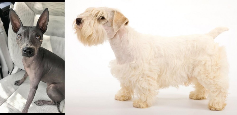 Sealyham Terrier vs American Hairless Terrier - Breed Comparison