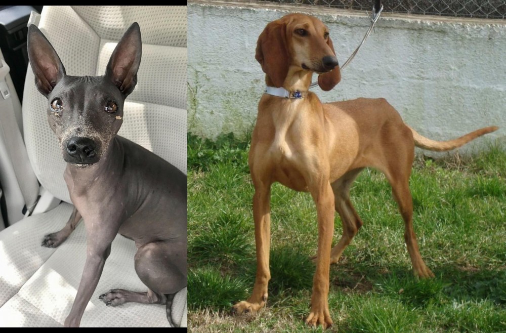 Segugio Italiano vs American Hairless Terrier - Breed Comparison