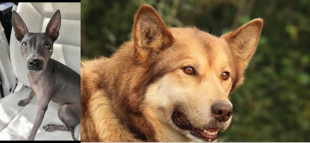 Seppala Siberian Sleddog vs American Hairless Terrier - Breed Comparison