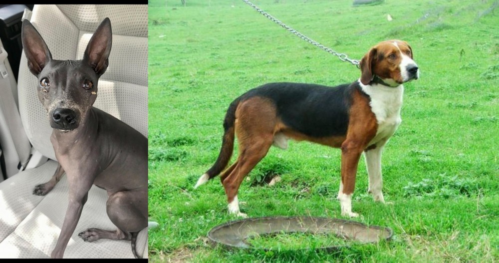 Serbian Tricolour Hound vs American Hairless Terrier - Breed Comparison