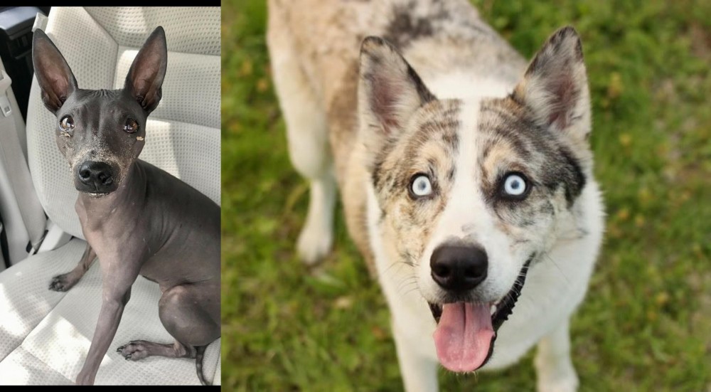 Shepherd Husky vs American Hairless Terrier - Breed Comparison