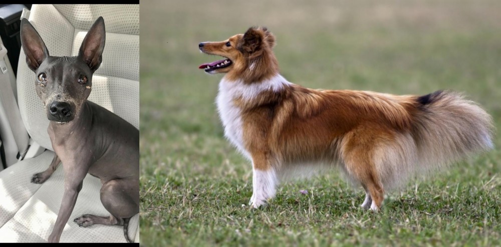 Shetland Sheepdog vs American Hairless Terrier - Breed Comparison
