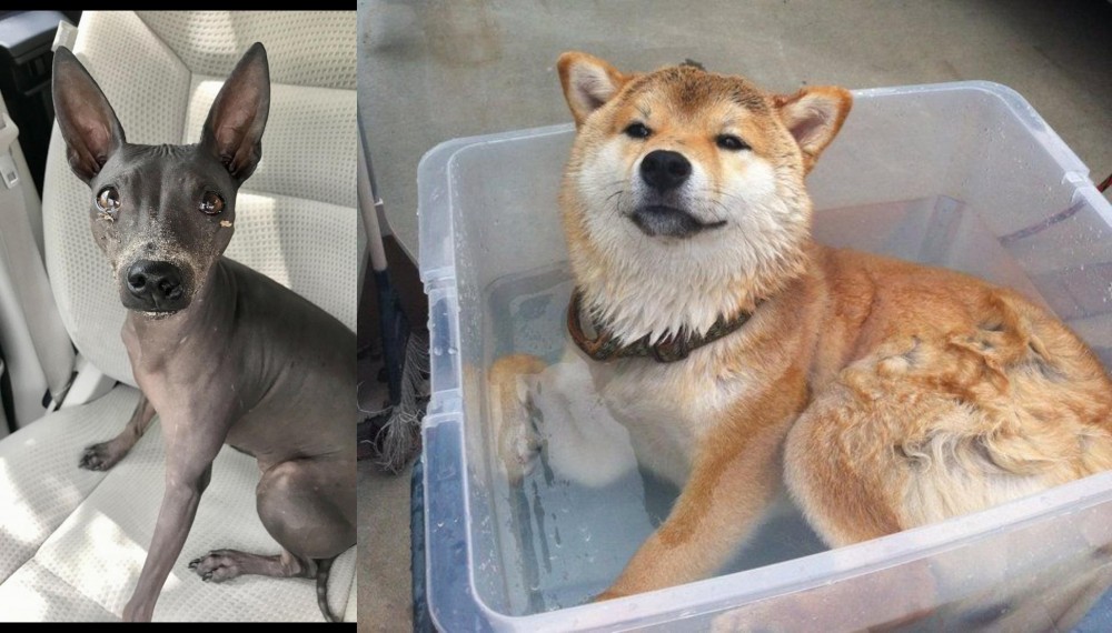 Shiba Inu vs American Hairless Terrier - Breed Comparison