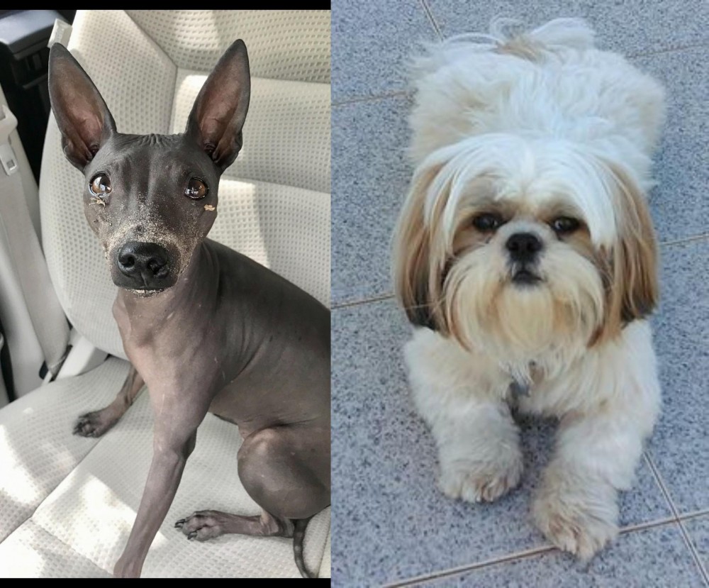 Shih Tzu vs American Hairless Terrier - Breed Comparison