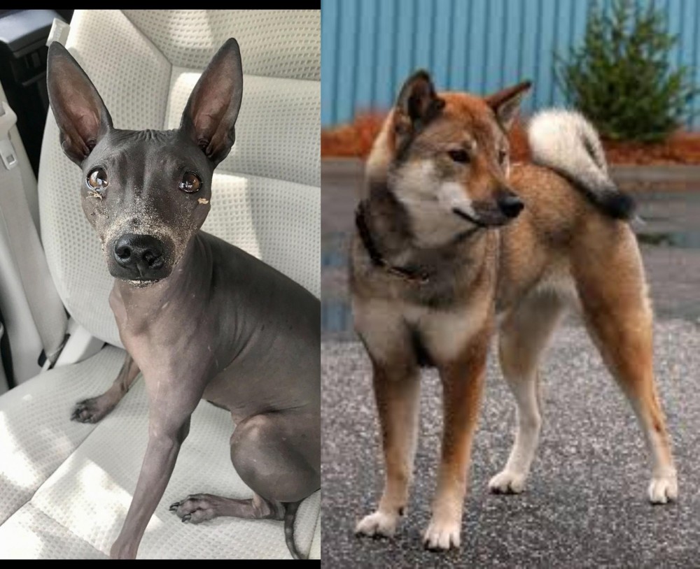 Shikoku vs American Hairless Terrier - Breed Comparison