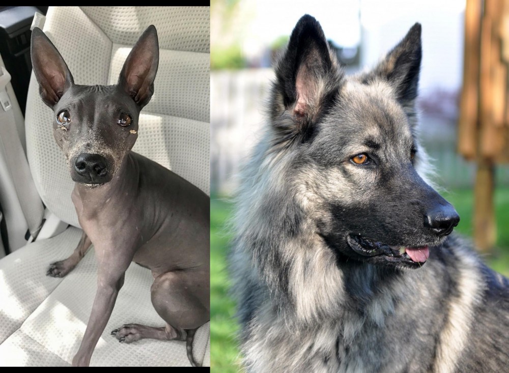 Shiloh Shepherd vs American Hairless Terrier - Breed Comparison