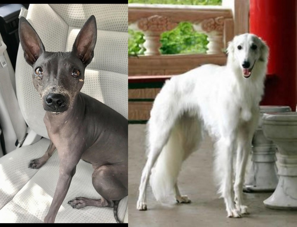 Silken Windhound vs American Hairless Terrier - Breed Comparison