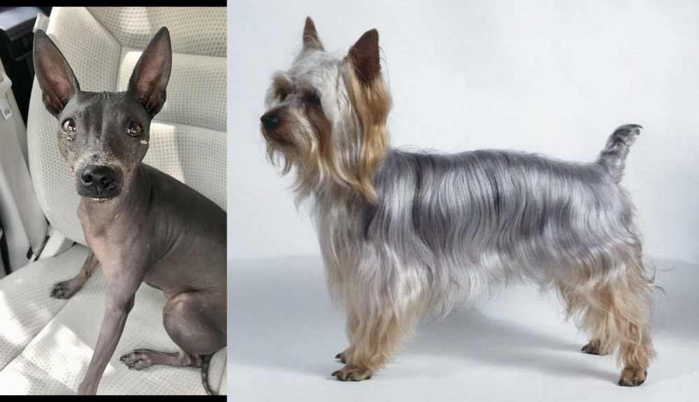 Silky Terrier vs American Hairless Terrier - Breed Comparison