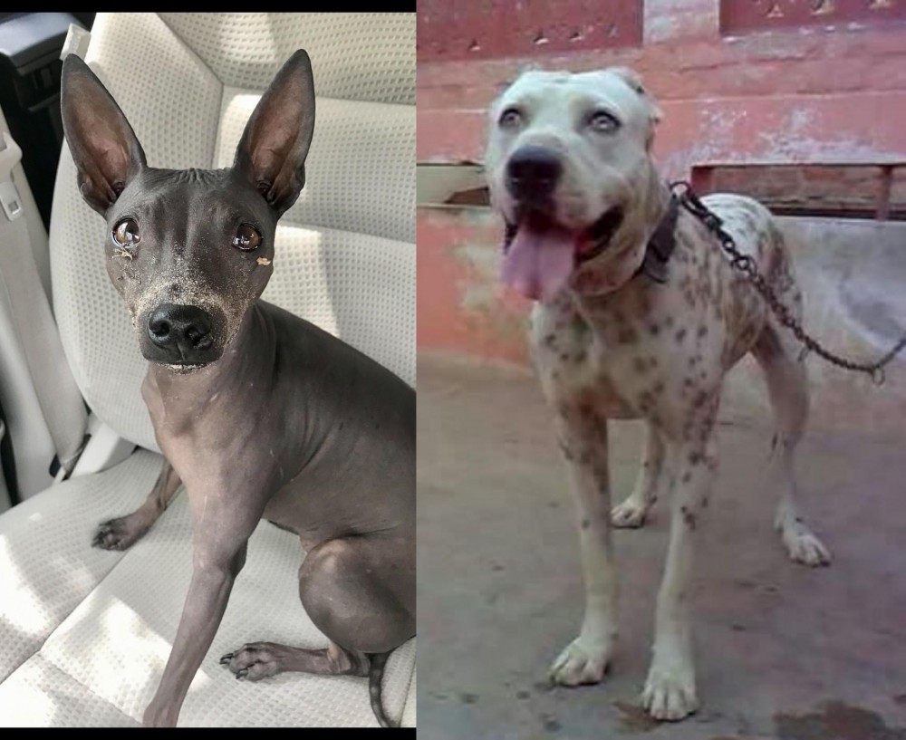 Sindh Mastiff vs American Hairless Terrier - Breed Comparison