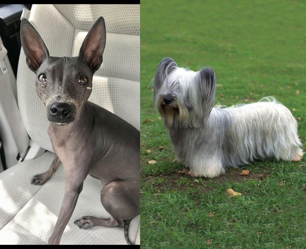 Skye Terrier vs American Hairless Terrier - Breed Comparison