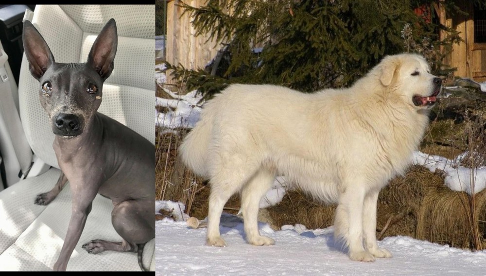 Slovak Cuvac vs American Hairless Terrier - Breed Comparison