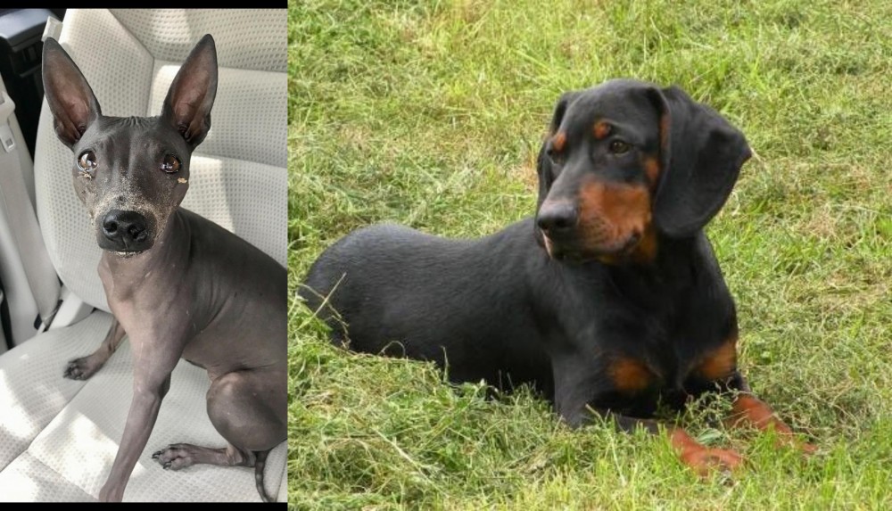 Slovakian Hound vs American Hairless Terrier - Breed Comparison