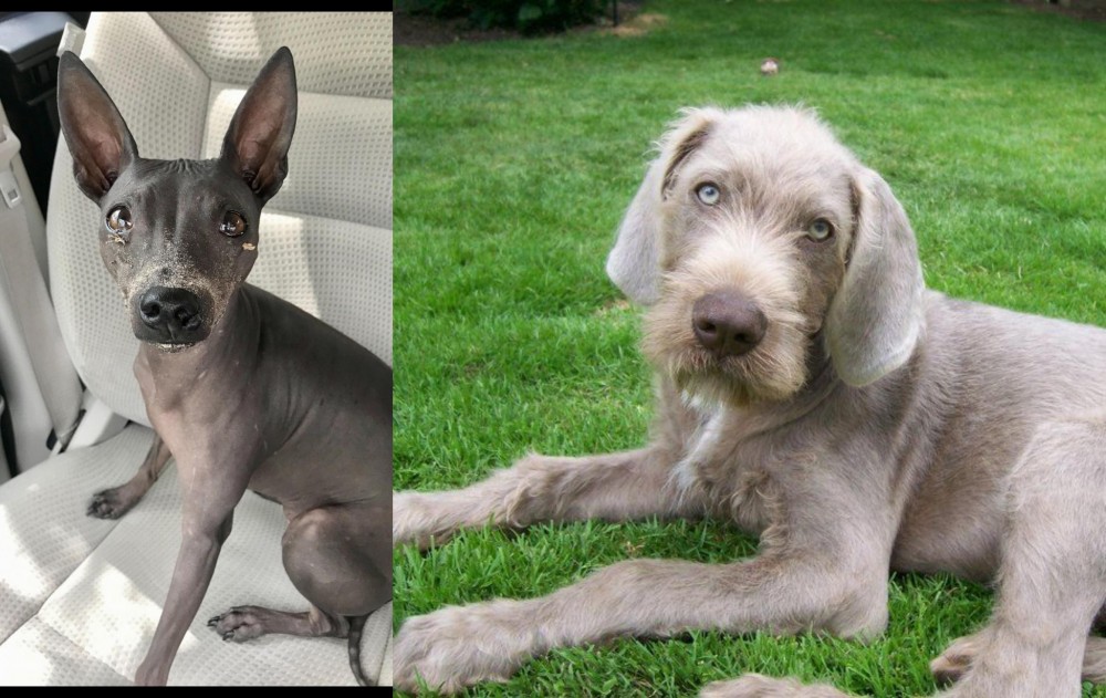Slovakian Rough Haired Pointer vs American Hairless Terrier - Breed Comparison