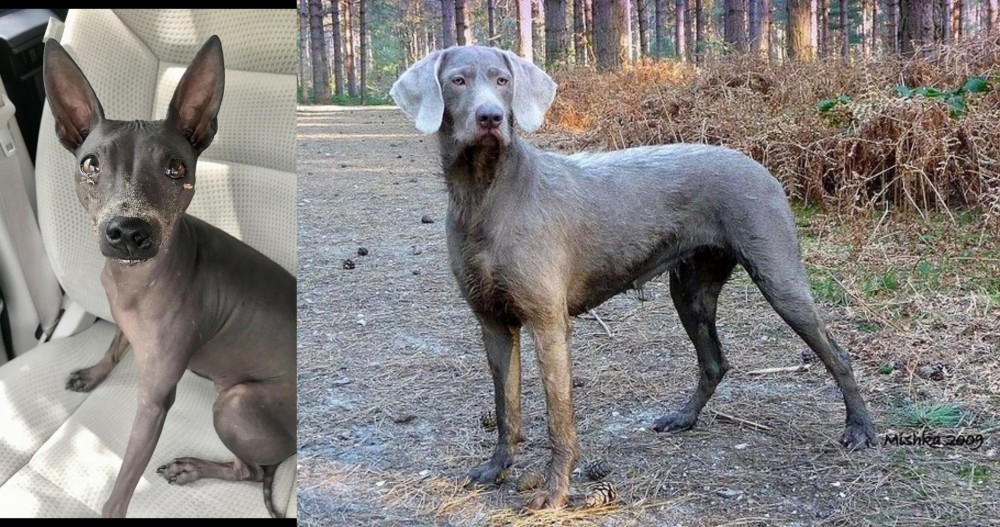 Slovensky Hrubosrsty Stavac vs American Hairless Terrier - Breed Comparison