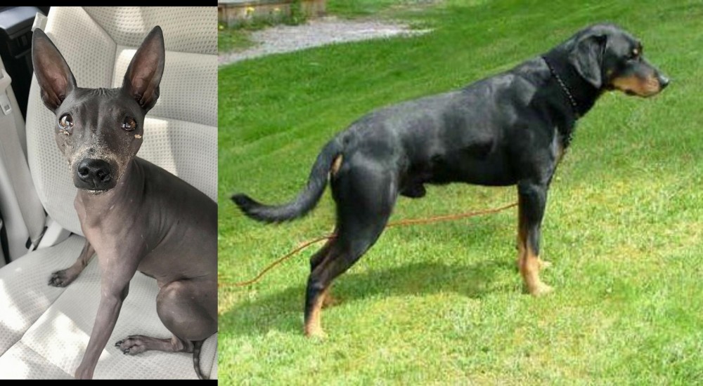 Smalandsstovare vs American Hairless Terrier - Breed Comparison