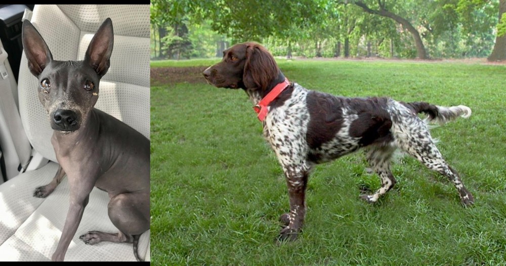 Small Munsterlander vs American Hairless Terrier - Breed Comparison