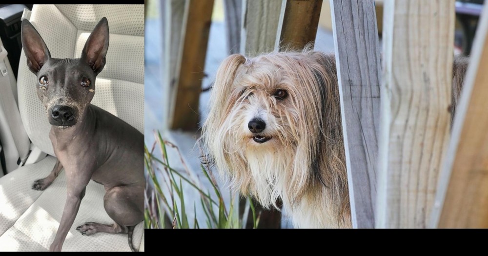 Smithfield vs American Hairless Terrier - Breed Comparison