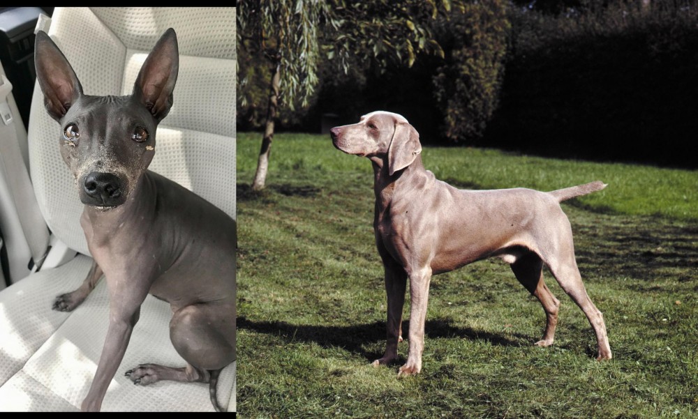 Smooth Haired Weimaraner vs American Hairless Terrier - Breed Comparison