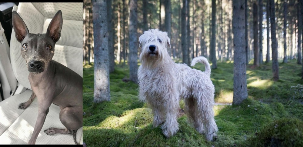 Soft-Coated Wheaten Terrier vs American Hairless Terrier - Breed Comparison