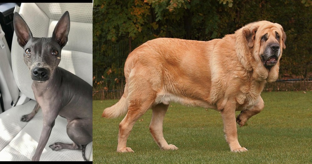 Spanish Mastiff vs American Hairless Terrier - Breed Comparison