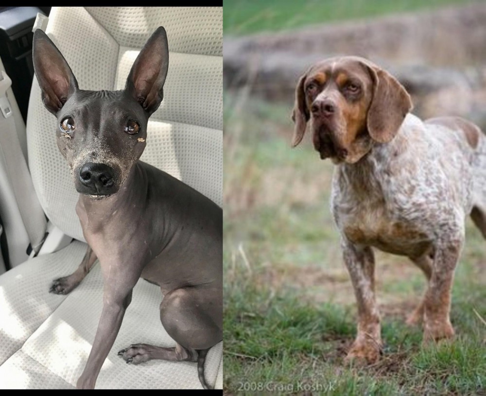 Spanish Pointer vs American Hairless Terrier - Breed Comparison
