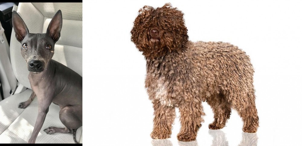 Spanish Water Dog vs American Hairless Terrier - Breed Comparison
