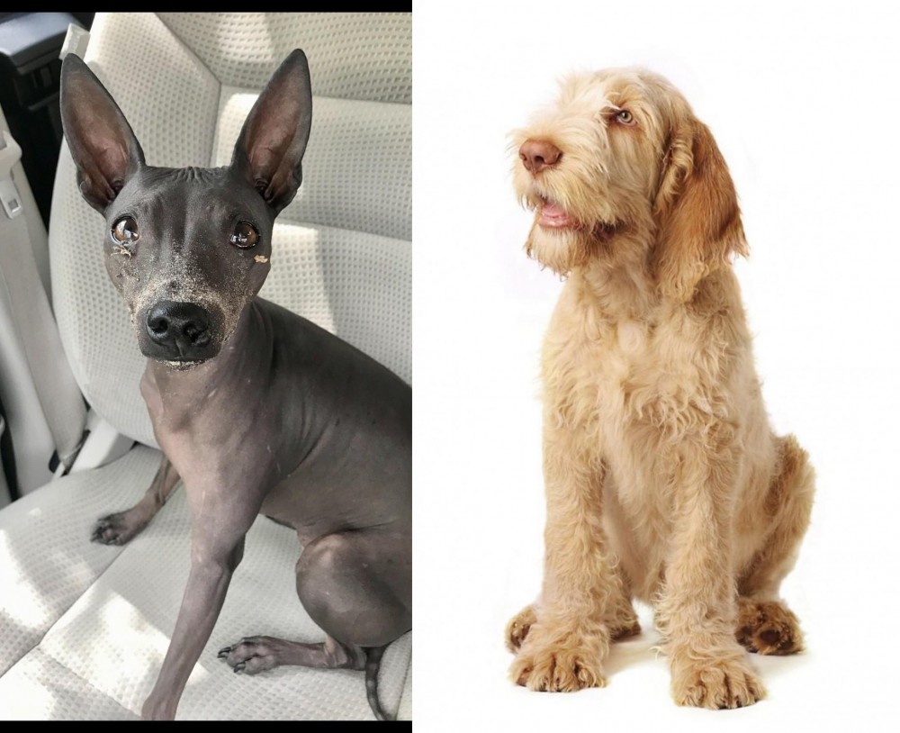 Spinone Italiano vs American Hairless Terrier - Breed Comparison