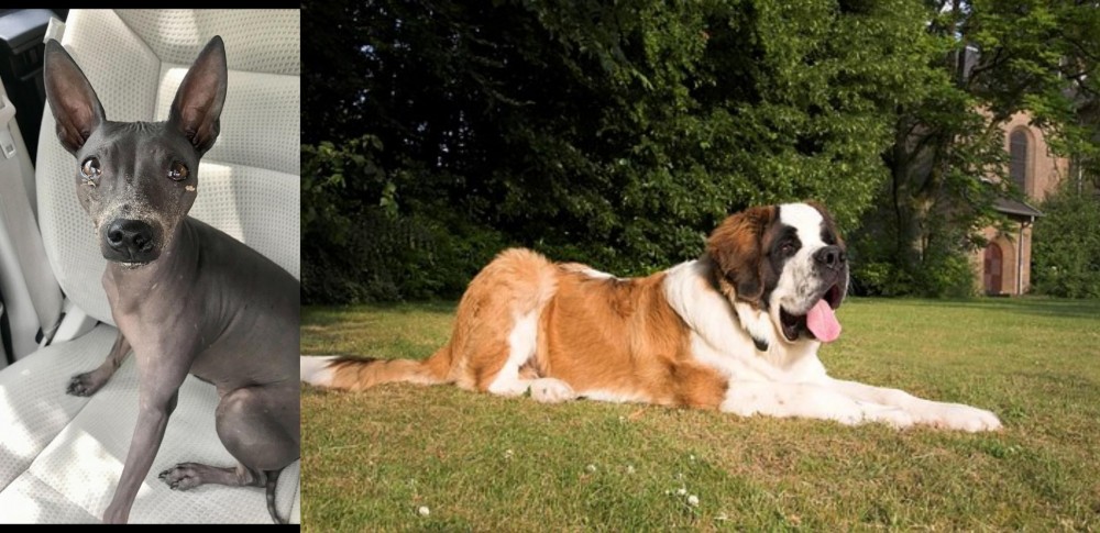 St. Bernard vs American Hairless Terrier - Breed Comparison
