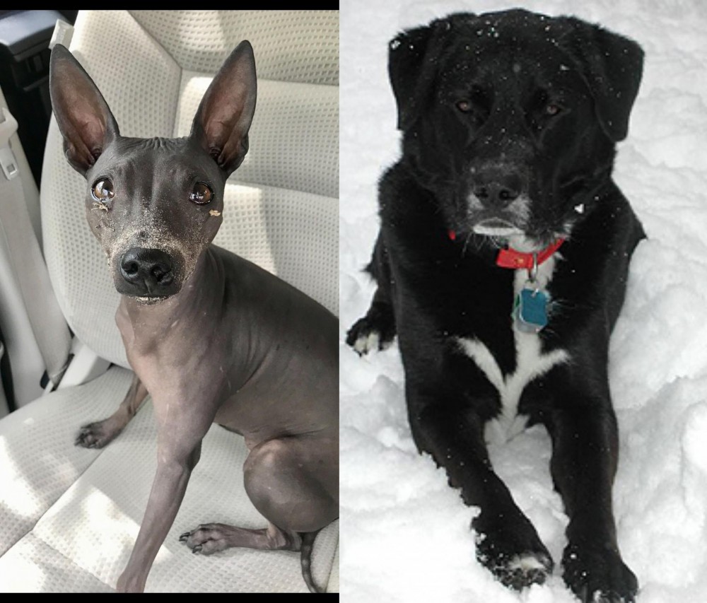 St. John's Water Dog vs American Hairless Terrier - Breed Comparison