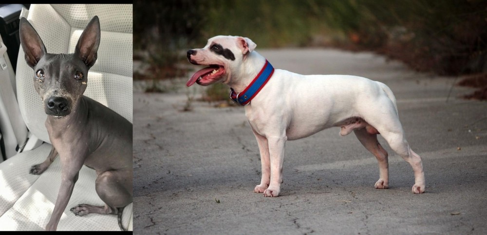 Staffordshire Bull Terrier vs American Hairless Terrier - Breed Comparison