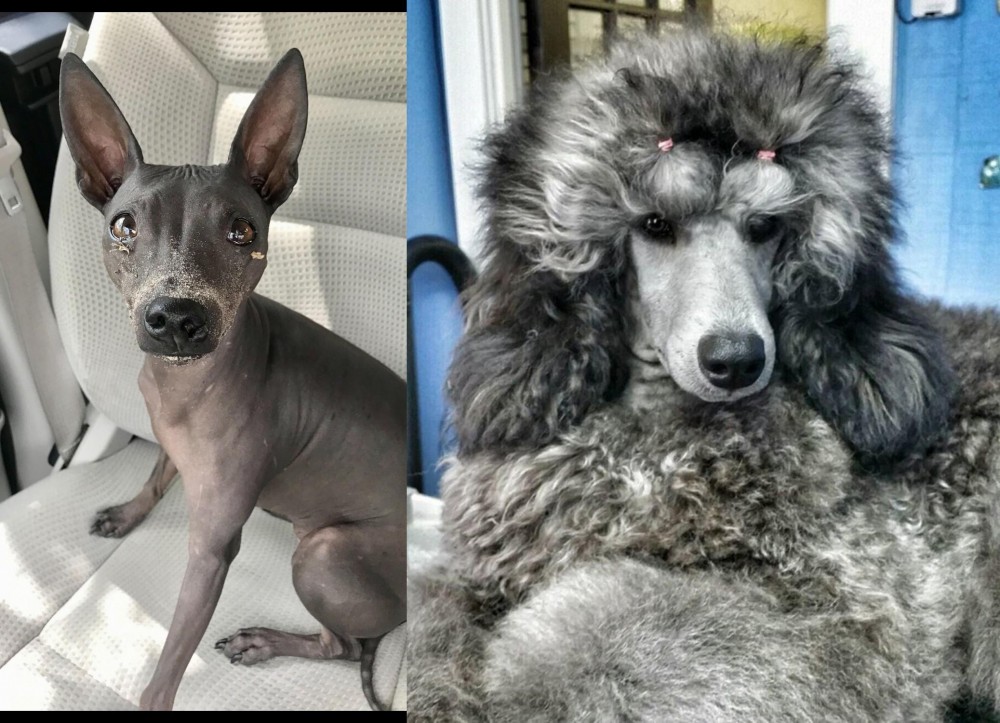 Standard Poodle vs American Hairless Terrier - Breed Comparison