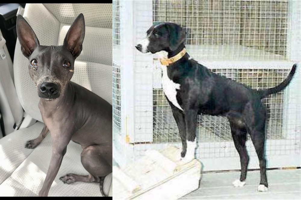 Stephens Stock vs American Hairless Terrier - Breed Comparison