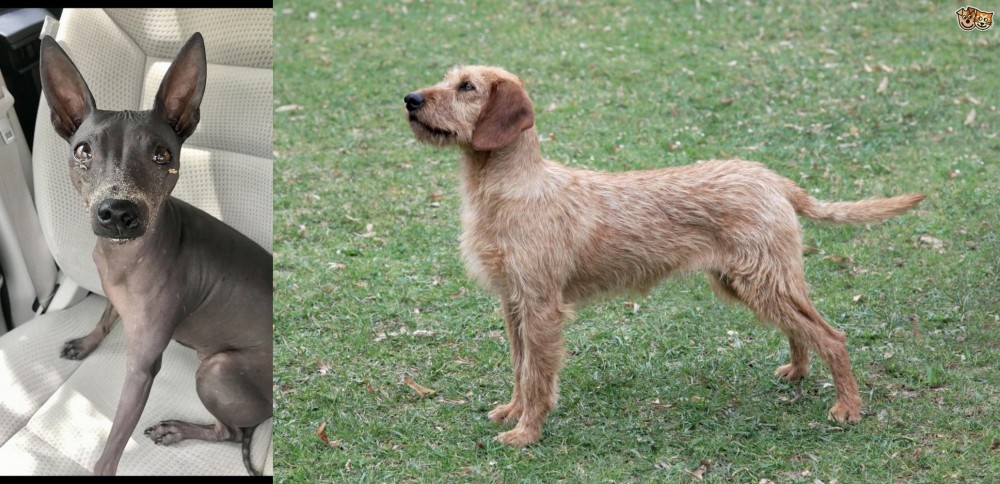 Styrian Coarse Haired Hound vs American Hairless Terrier - Breed Comparison