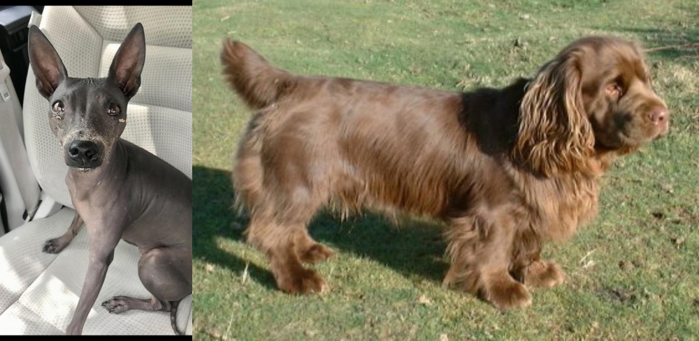 Sussex Spaniel vs American Hairless Terrier - Breed Comparison