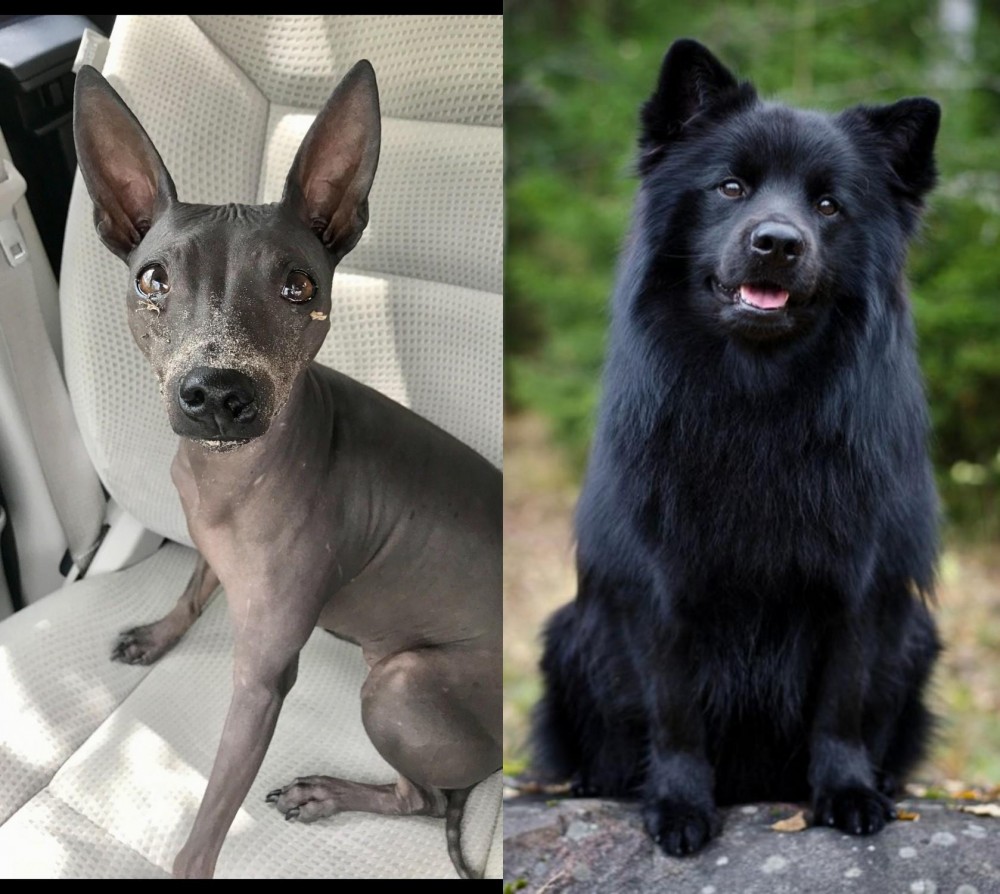 Swedish Lapphund vs American Hairless Terrier - Breed Comparison