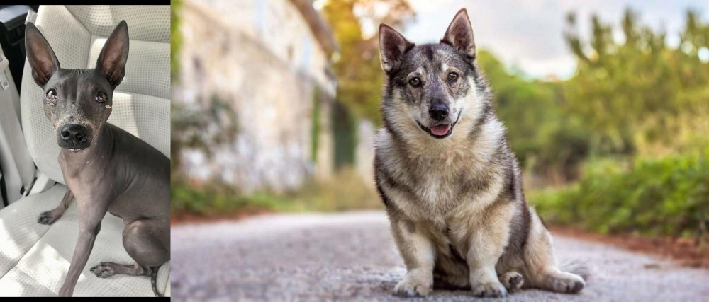 Swedish Vallhund vs American Hairless Terrier - Breed Comparison
