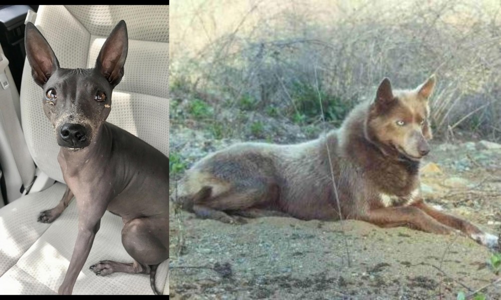 Tahltan Bear Dog vs American Hairless Terrier - Breed Comparison