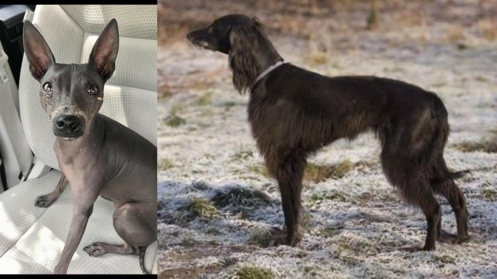 Taigan vs American Hairless Terrier - Breed Comparison