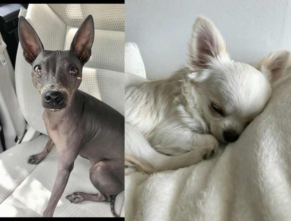Tea Cup Chihuahua vs American Hairless Terrier - Breed Comparison