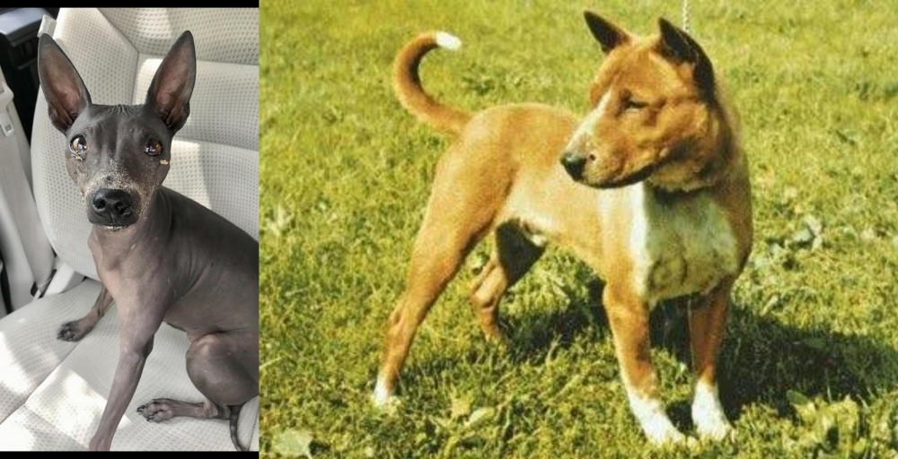 Telomian vs American Hairless Terrier - Breed Comparison
