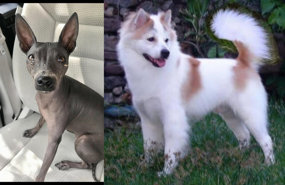 Thai Bangkaew vs American Hairless Terrier - Breed Comparison