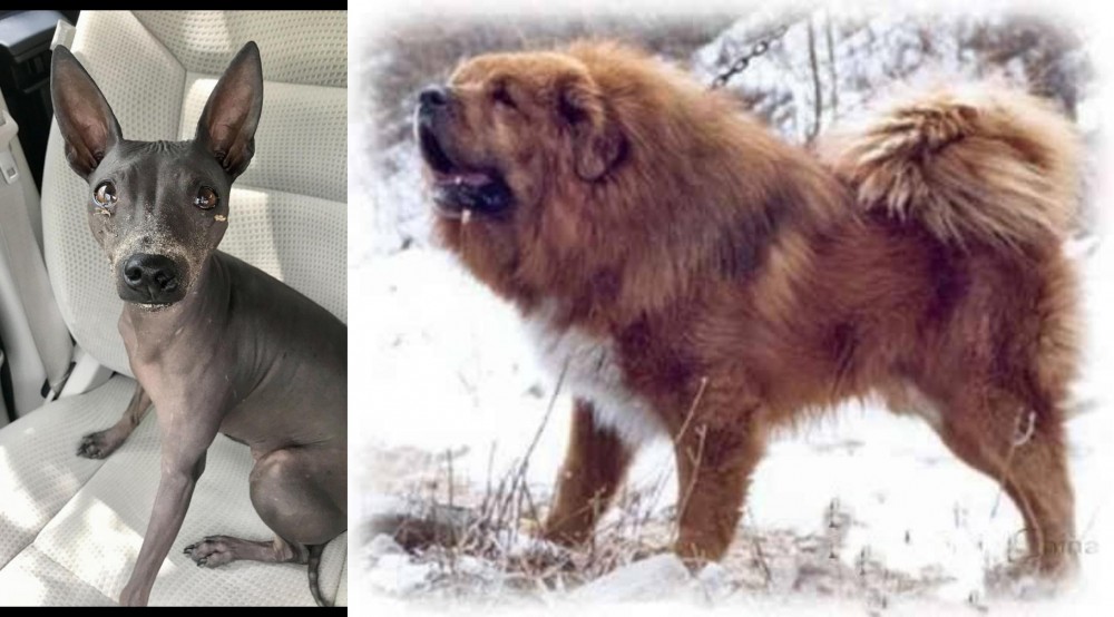 Tibetan Kyi Apso vs American Hairless Terrier - Breed Comparison