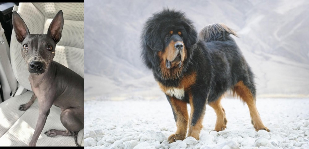 Tibetan Mastiff vs American Hairless Terrier - Breed Comparison