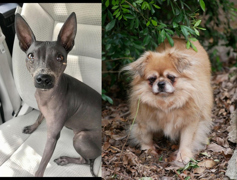 Tibetan Spaniel vs American Hairless Terrier - Breed Comparison