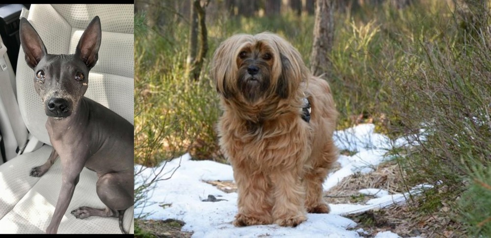 Tibetan Terrier vs American Hairless Terrier - Breed Comparison