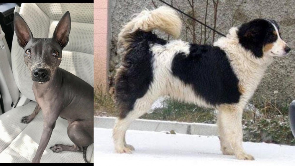 Tornjak vs American Hairless Terrier - Breed Comparison