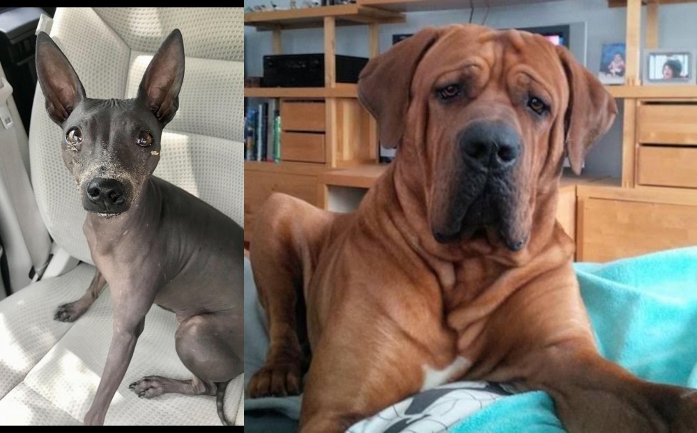Tosa vs American Hairless Terrier - Breed Comparison